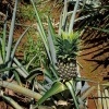 CostaRica - ananas 0473